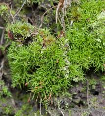 Attēlu rezultāti vaicājumam “Warnstorfia exannulata”