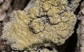 Attēlu rezultāti vaicājumam “Pertusaria flavida”