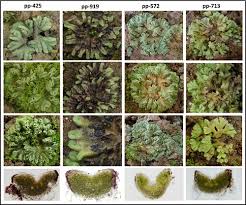 Attēlu rezultāti vaicājumam “Riccia bifurca”