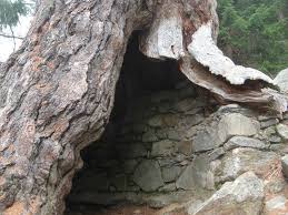 Image result for selvatici tehron