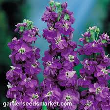 Image result for Levkoje