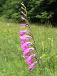 Attēlu rezultāti vaicājumam “Gladiolus imbricatus flower”