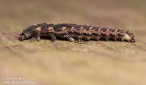 Attēlu rezultāti vaicājumam “Lampyris noctiluca larva”