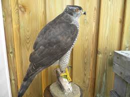 Attēlu rezultāti vaicājumam “Accipiter gentilis adult”