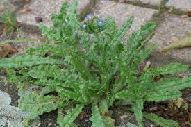 Attēlu rezultāti vaicājumam “Anchusa arvensis flower”