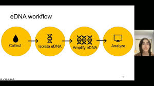 Image result for Coregonus huntsmani