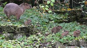 Attēlu rezultāti vaicājumam “Lycogala persicum young”