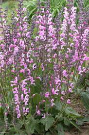 Attēlu rezultāti vaicājumam “Salvia pratensis”