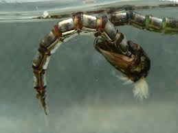 Attēlu rezultāti vaicājumam “Chironomidae larva”