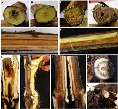 Attēlu rezultāti vaicājumam “Diderma subviridifuscum var. macrospora* young”