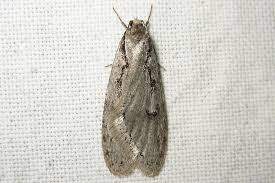 Attēlu rezultāti vaicājumam “Semioscopis avellanella”