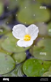 Attēlu rezultāti vaicājumam “Hydrocharis morsus-ranae flower”