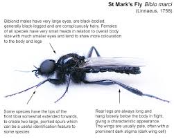 Attēlu rezultāti vaicājumam “Bibionidae female”