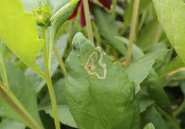Attēlu rezultāti vaicājumam “Microrrhinum minus leaf”