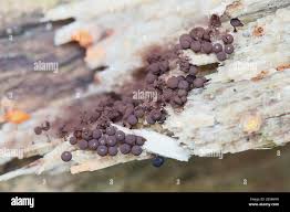 Attēlu rezultāti vaicājumam “Enerthenema papillatum”