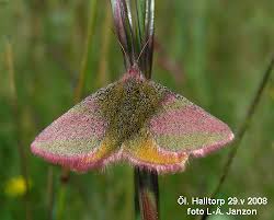 Attēlu rezultāti vaicājumam “Lythria cruentaria”