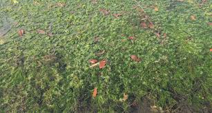 Attēlu rezultāti vaicājumam “Chara aspera male”