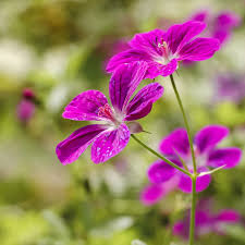 Attēlu rezultāti vaicājumam “Geranium palustre flower”