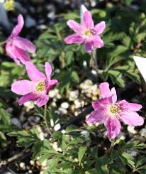 Image result for Anemonenarten