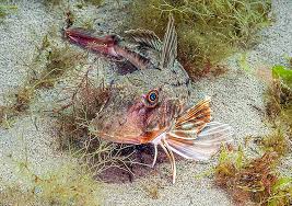 Image result for Chelidonichthys cuculus