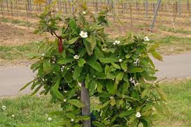 Attēlu rezultāti vaicājumam “Mespilus germanica”