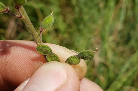 Attēlu rezultāti vaicājumam “Enteridium liceoides sessile”