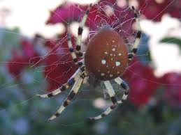 Attēlu rezultāti vaicājumam “Araneus quadratus”