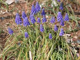 Attēlu rezultāti vaicājumam “Muscari armeniacum flower”