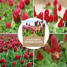 Image result for Trifolium incarnatum