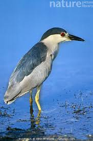 Image result for Nycticorax nycticorax