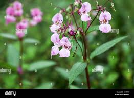 Image result for Impatiens glandulifera