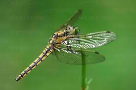 Attēlu rezultāti vaicājumam “Orthetrum cancellatum”