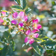 Attēlu rezultāti vaicājumam “Rosa glauca flower”