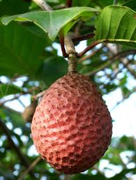 Attēlu rezultāti vaicājumam “Eriophorum latifolium fruit”