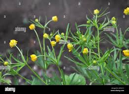 Attēlu rezultāti vaicājumam “Ranunculus cassubicus leaf”