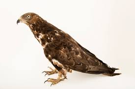 Attēlu rezultāti vaicājumam “Pernis apivorus”