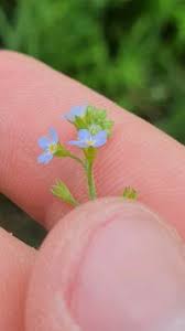 Attēlu rezultāti vaicājumam “Myosotis laxa subsp. baltica”