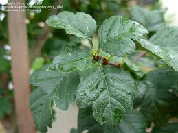 Attēlu rezultāti vaicājumam “Crataegus laevigata bud”