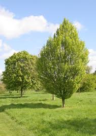 Attēlu rezultāti vaicājumam “Carpinus betulus”