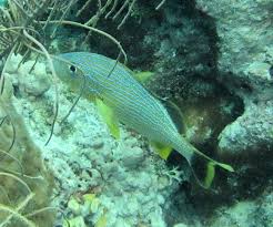 Image result for Haemulon sciurus