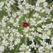 Attēlu rezultāti vaicājumam “Daucus sativus flower”