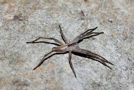 Attēlu rezultāti vaicājumam “Pisaura mirabilis male”