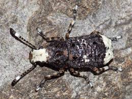 Attēlu rezultāti vaicājumam “Anthribidae”