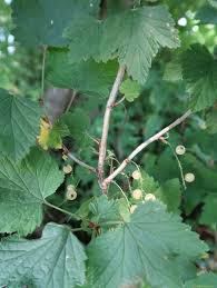 Attēlu rezultāti vaicājumam “Ribes spicatum”