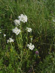 Attēlu rezultāti vaicājumam “Berteroa incana flower”