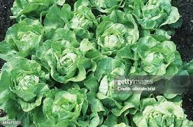 Image result for Kopfsalat