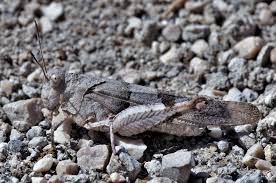 Attēlu rezultāti vaicājumam “Oedipoda caerulescens”