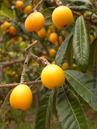 Attēlu rezultāti vaicājumam “Eriophorum latifolium fruit”
