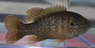 Image result for Lepomis cyanellus
