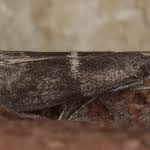 Attēlu rezultāti vaicājumam “Apomyelois bistriatella”